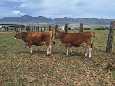 2 Jersey heifers