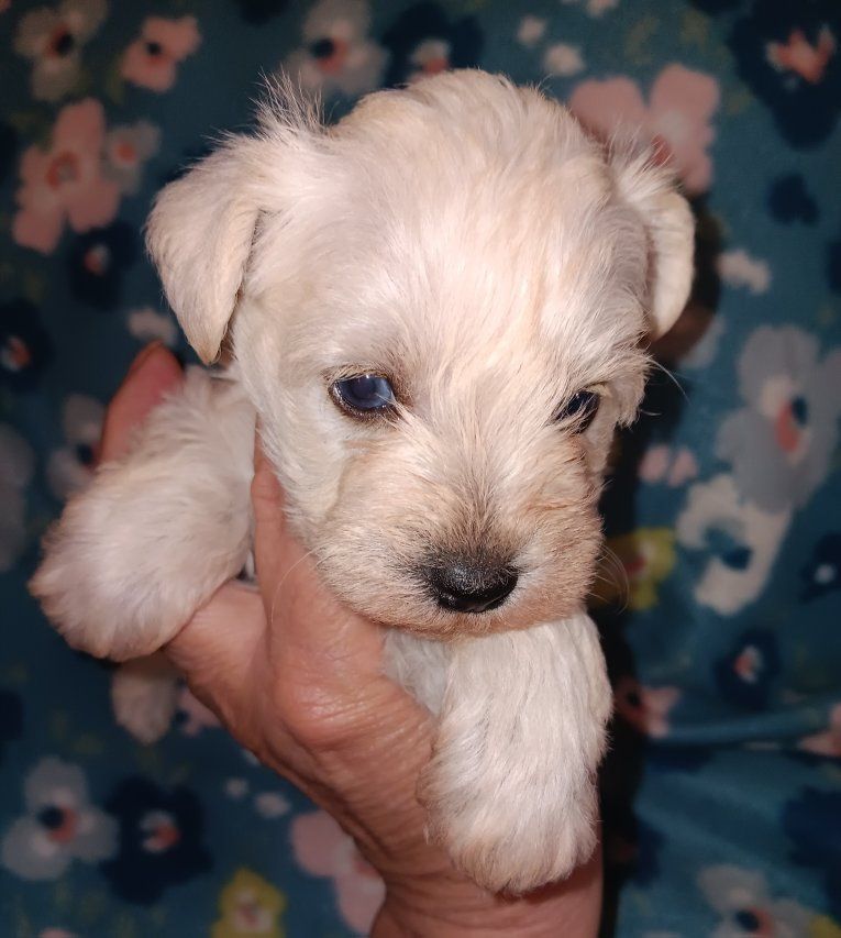 AKC MINIATURE SCHNAUZER  Miss Dolly