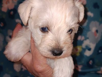 AKC MINIATURE SCHNAUZER Miss Dolly