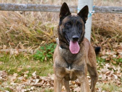 Pax Established Trained Male Mal Elevated K9 Working Dog Rescue