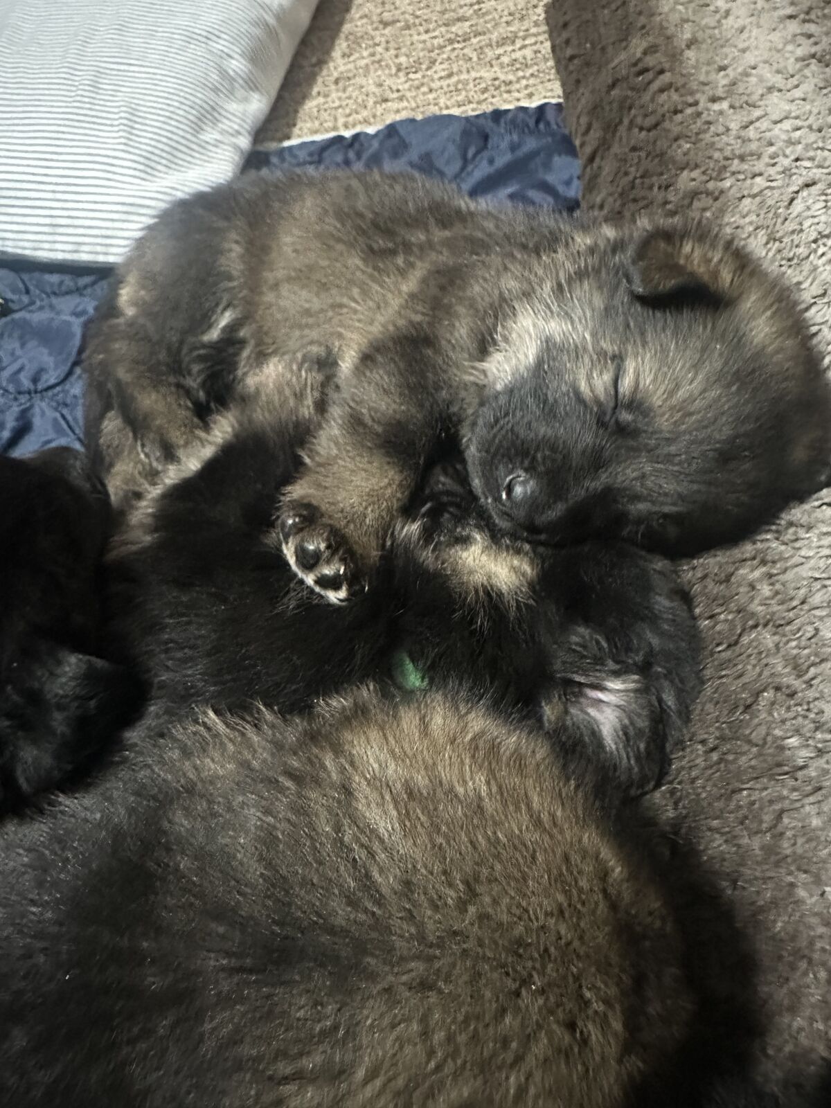 Pure Bred German Shepard Puppies
