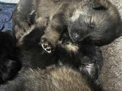 Pure Bred German Shepard Puppies