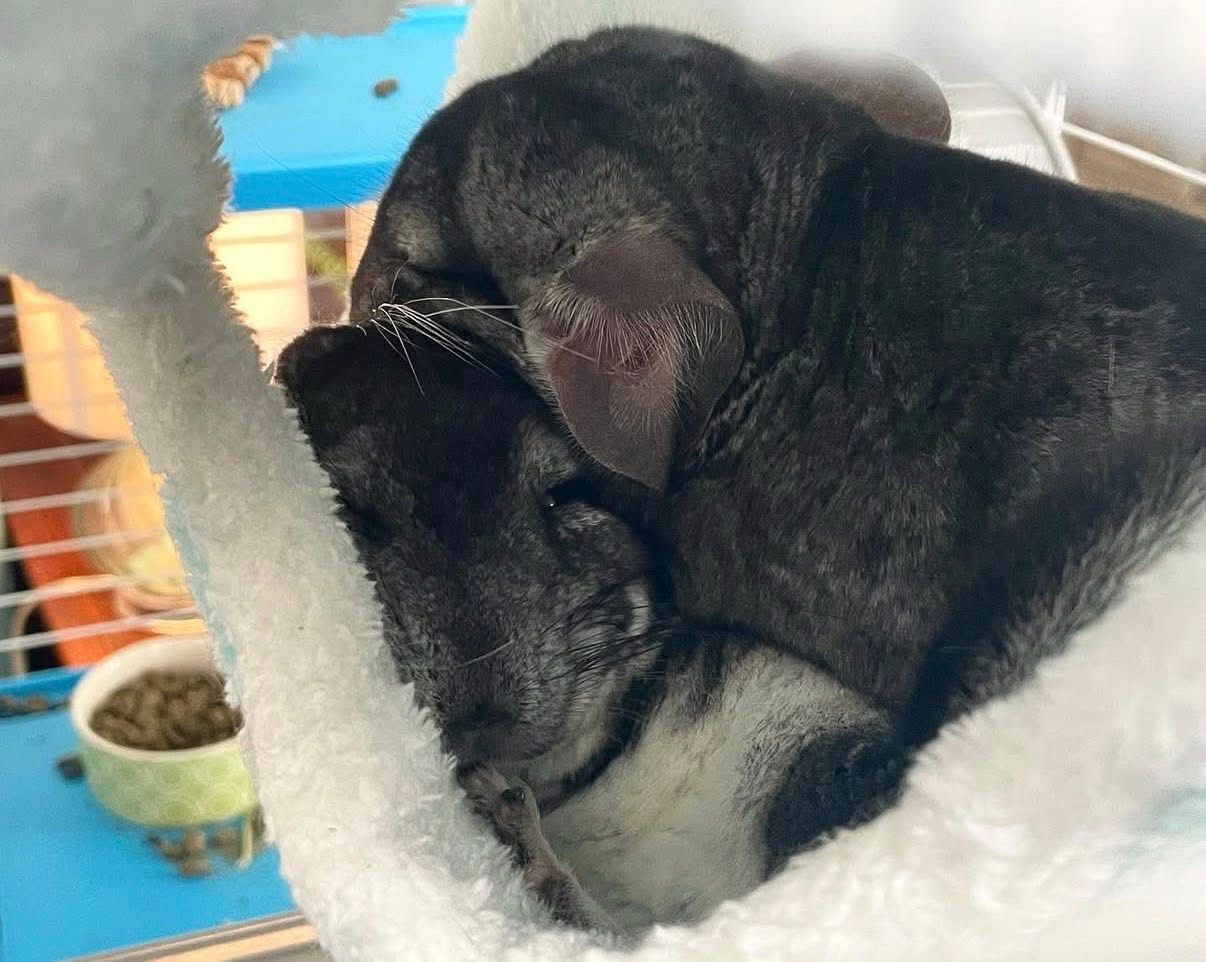 Chinchillas