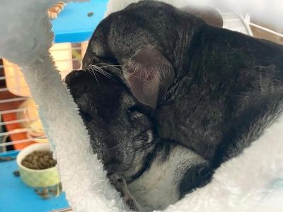 Chinchillas