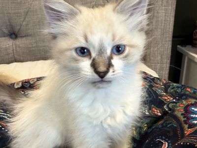 Fluffy Kittens Ready for New Homes!
