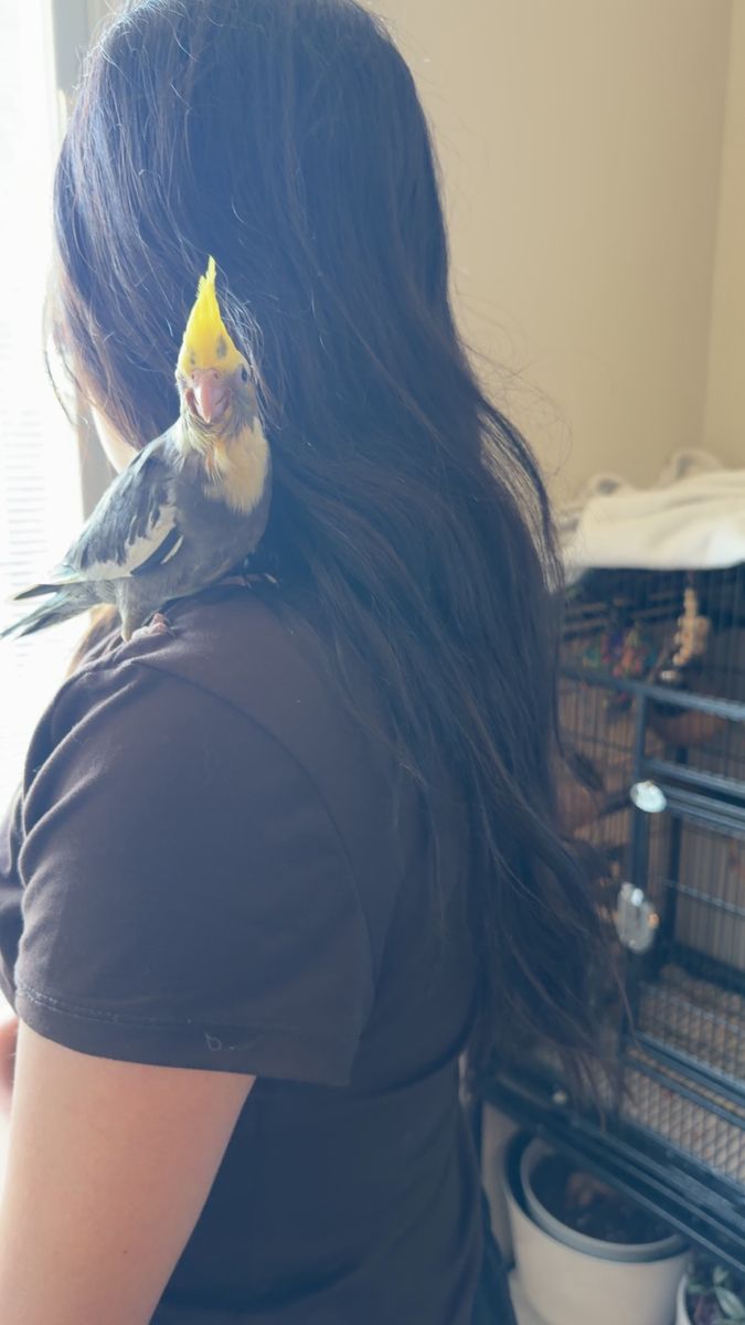 Cockatiels