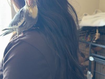 Cockatiels