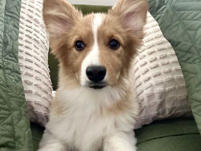 AKC Fluffy Corgi Puppy