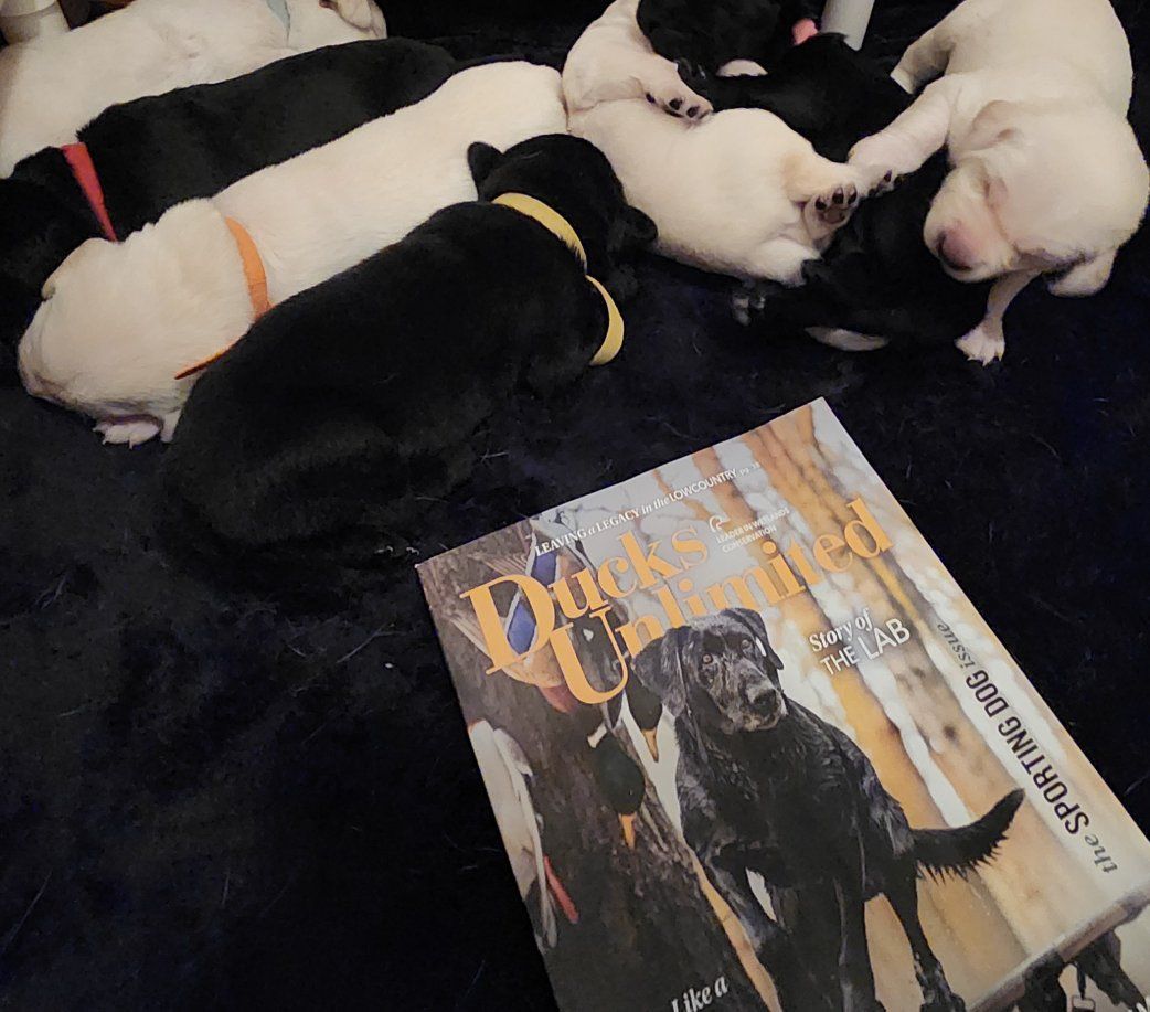 AKC Yellow lab & Black lab labrador retriever puppies