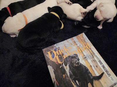 AKC Yellow lab & Black lab labrador retriever puppies