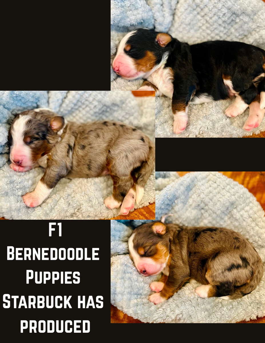 PERFECT for any doodle, AKC moyen poodle stud. Merle, chocolate tri parti, health clear