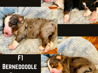 PERFECT for any doodle, AKC moyen poodle stud. Merle, chocolate tri parti, health clear