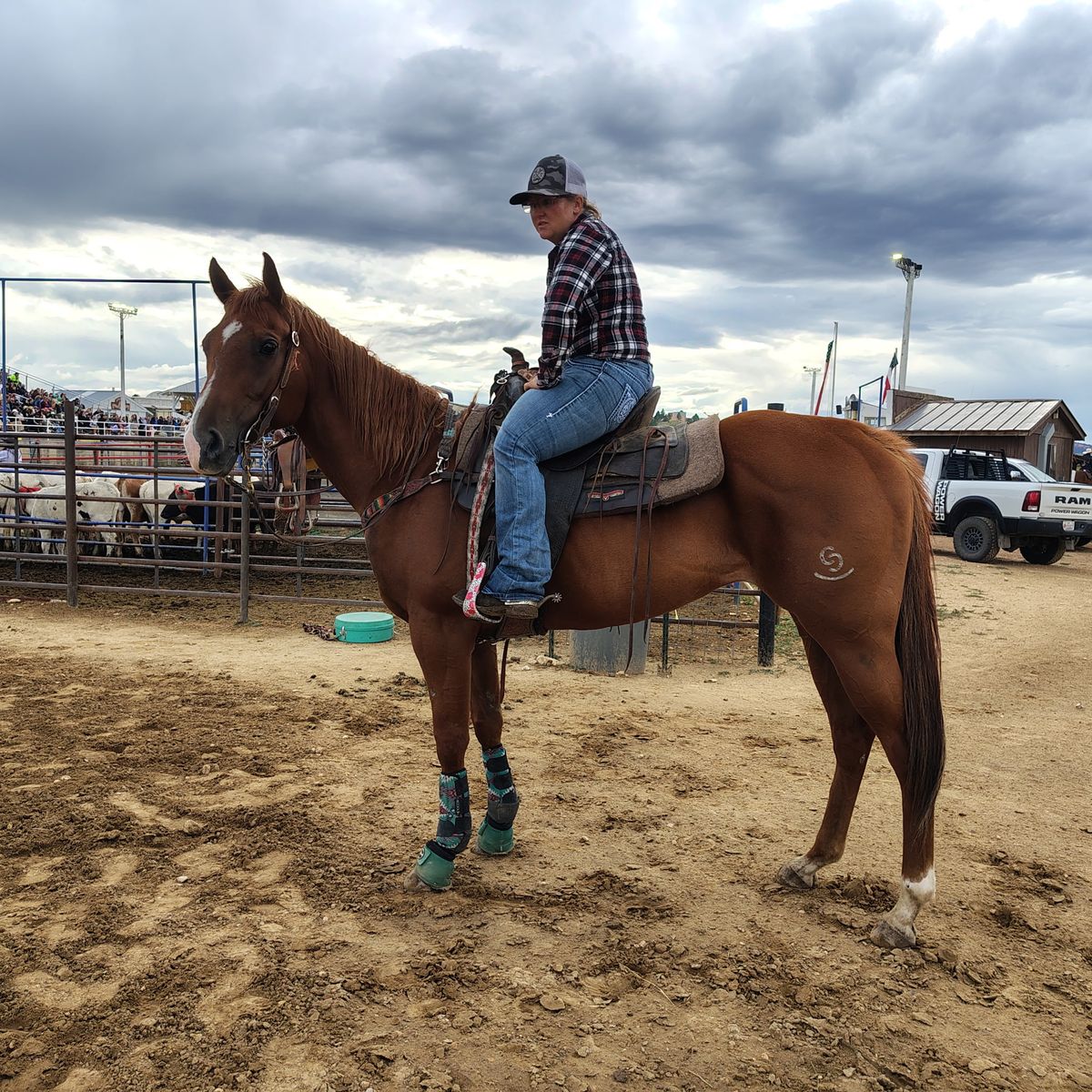 Aqha all around mare