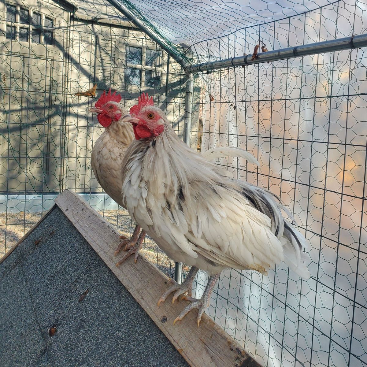 Free Kiwirikis Roosters