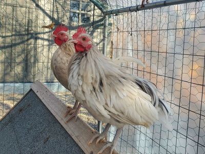 Free Kiwirikis Roosters