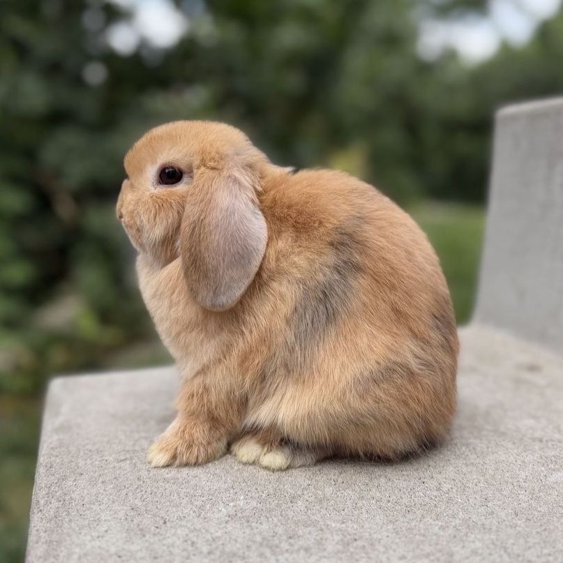 Holland Lop Babies Ready Now!