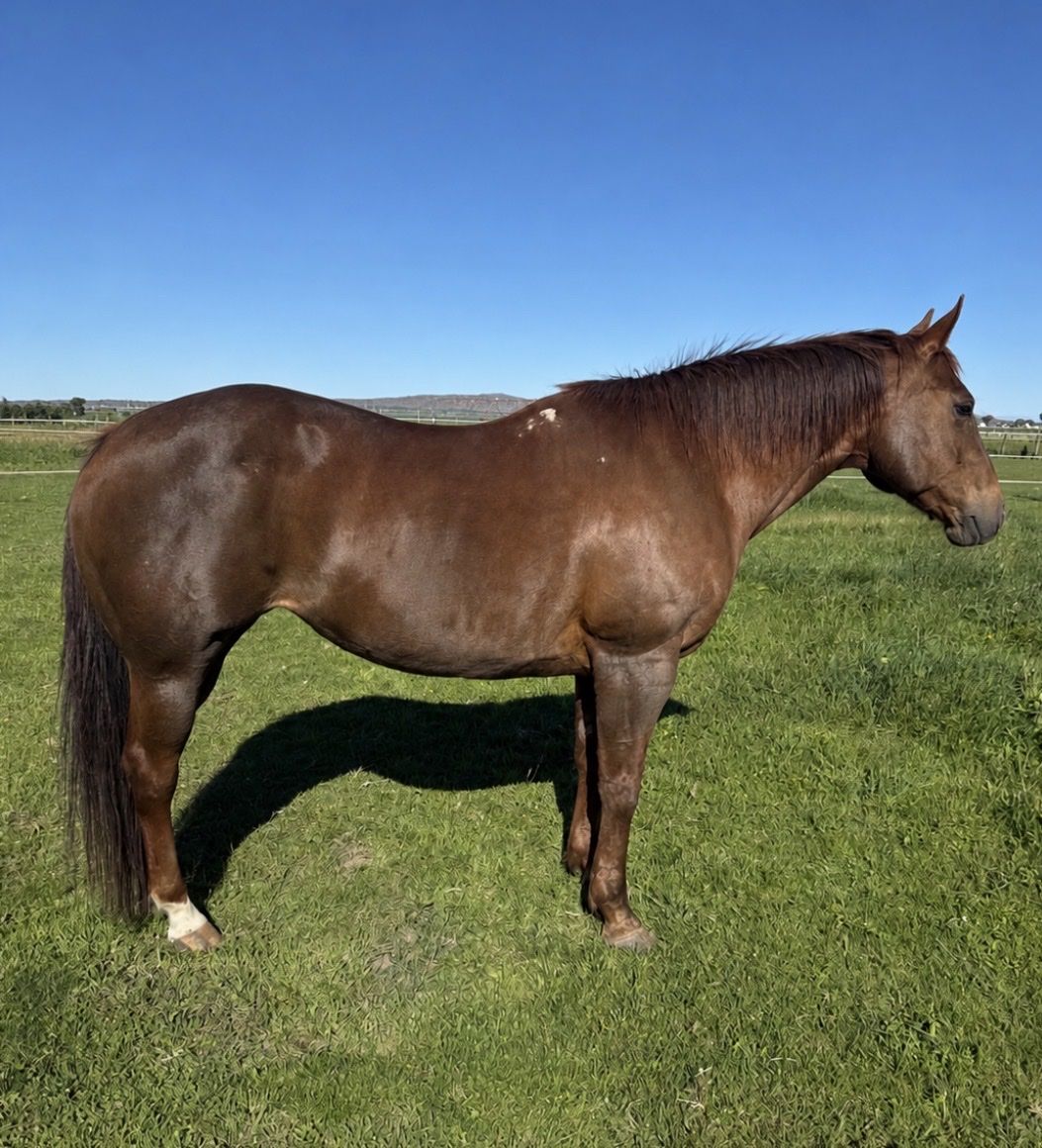 HUSBAND TRAIL HORSE