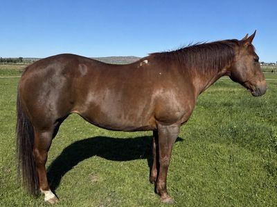 HUSBAND TRAIL HORSE
