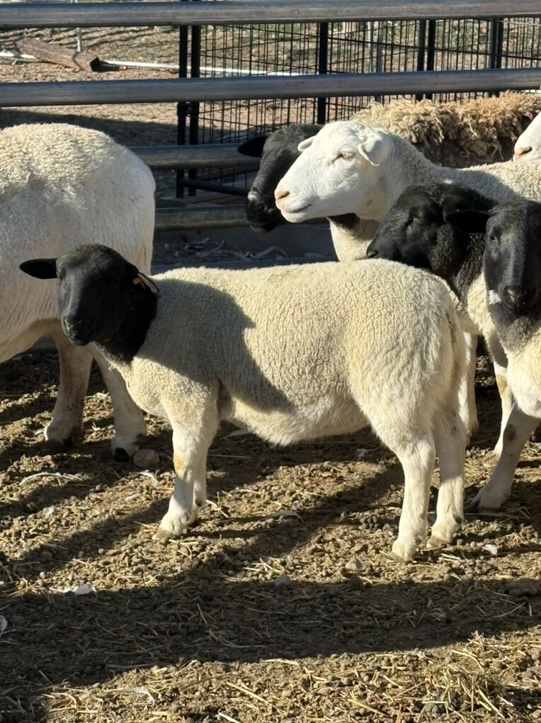 Dorper Ewe