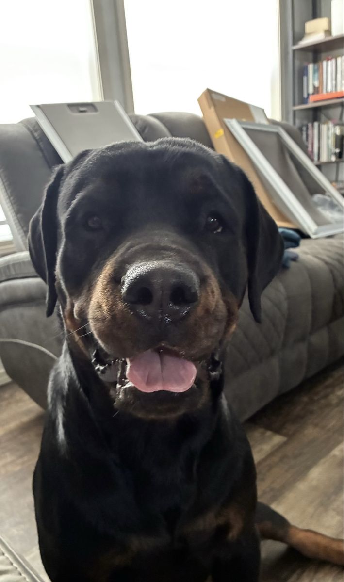 Purebred German Rottweiler