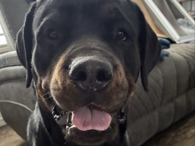 Purebred German Rottweiler