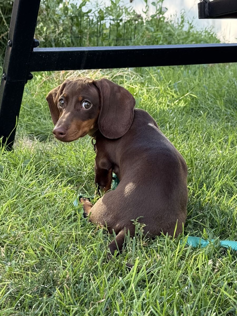 Adorable Dachshund Puppy - Chocolate and Tan