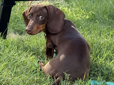 Adorable Dachshund Puppy - Chocolate and Tan