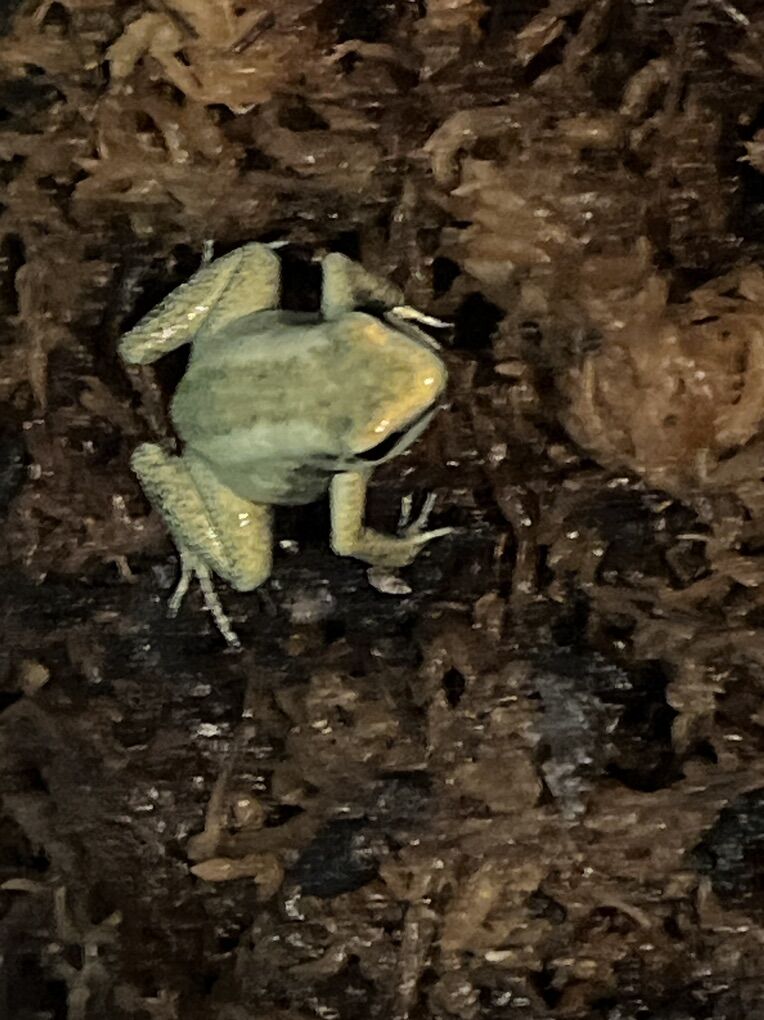 Tadpoles! Mint Phyllobates terribilis