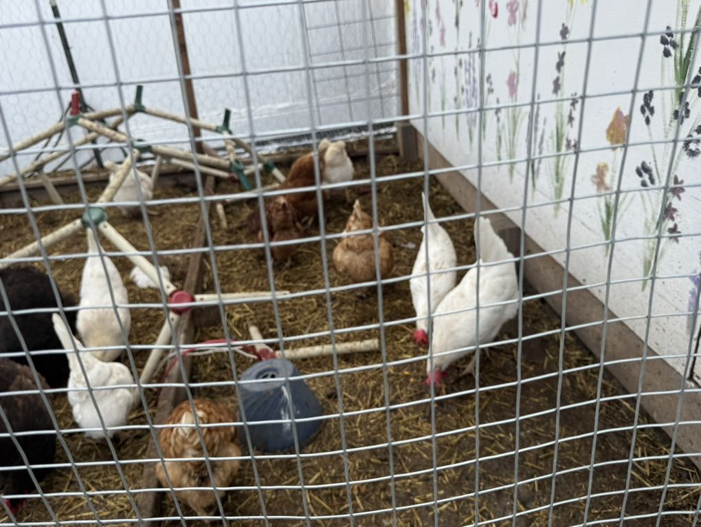 Laying hens