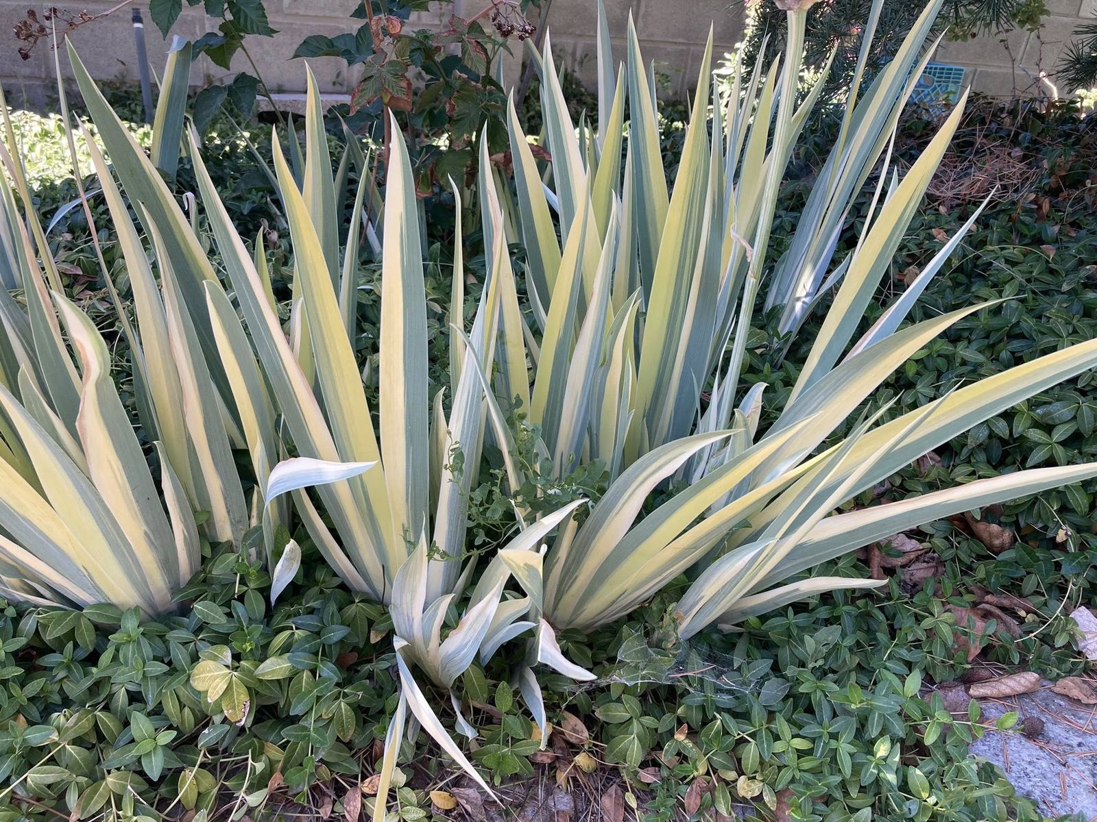 5/$25 Variegated irises yellow/green white/green, mini irises