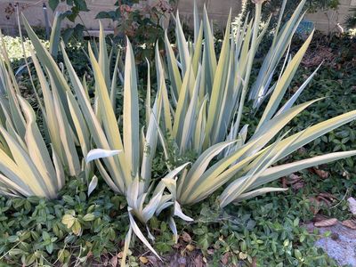 5/$25 Variegated irises yellow/green white/green, mini irises