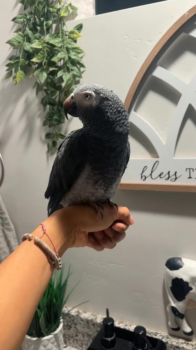 African grey