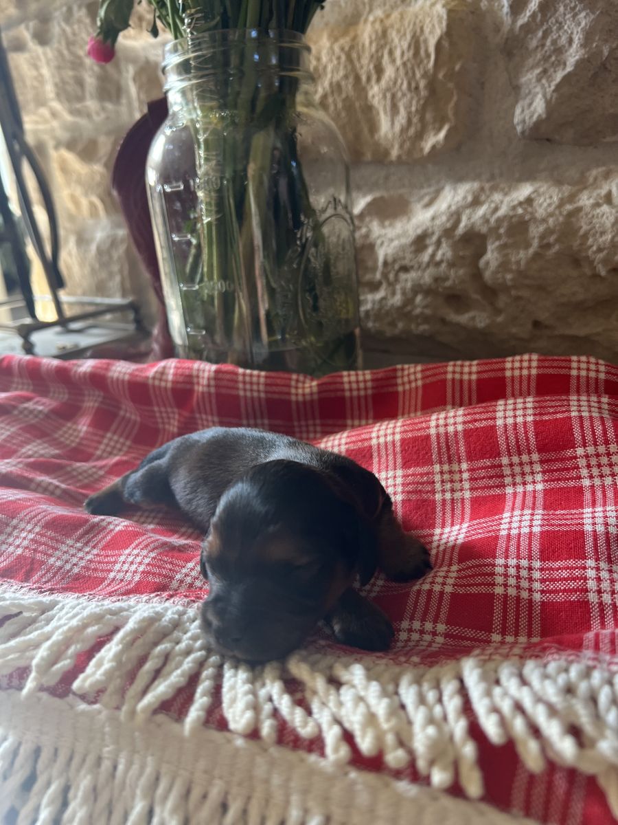 Mini long haired dachshund puppies