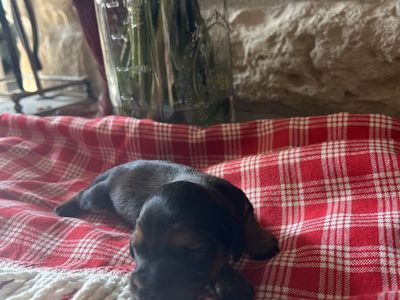 Mini long haired dachshund puppies