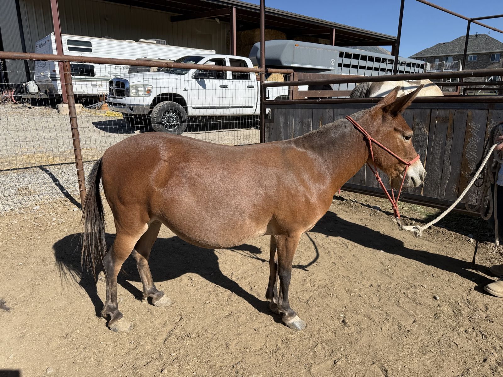 Mini mule