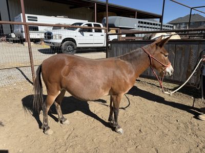 Mini mule
