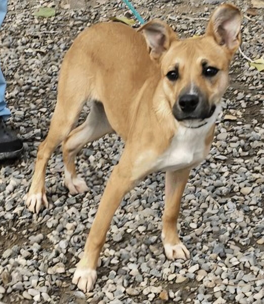 Kahlua, 7 month old Shepherd mix puppy
