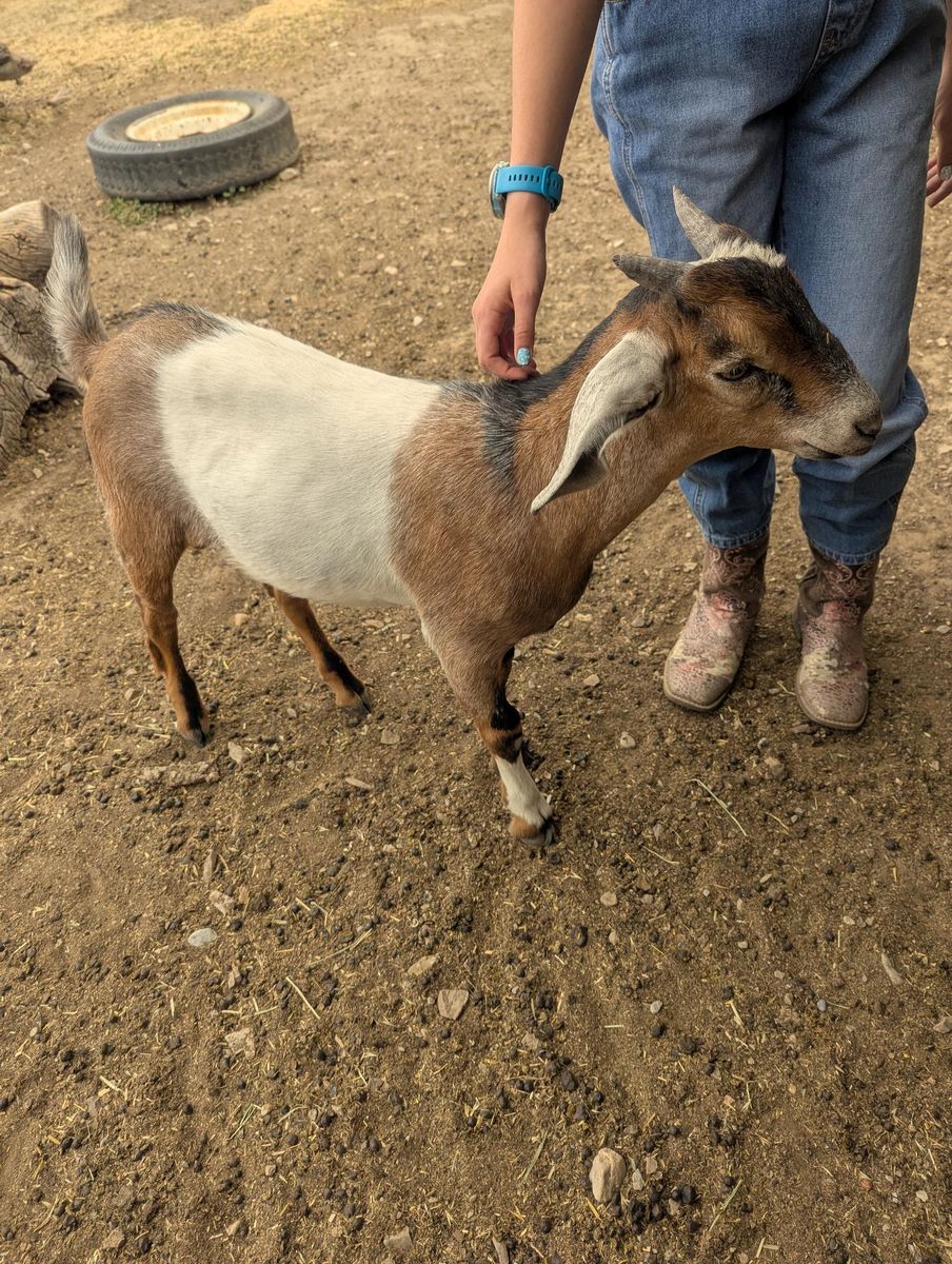 Two Healthy Nubian Bucklings