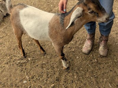 Two Healthy Nubian Bucklings