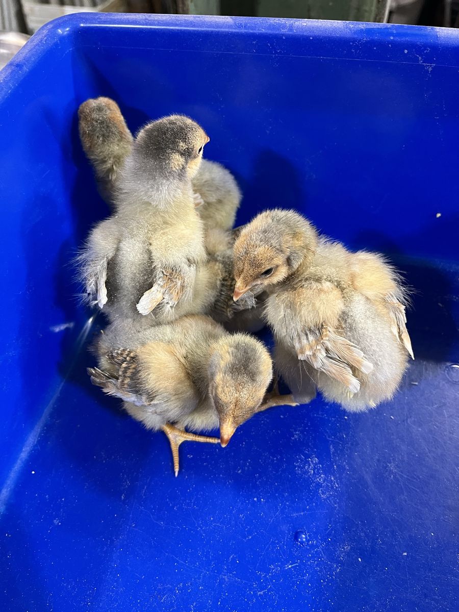 Chicks, Buy 2 Get 1 FREE