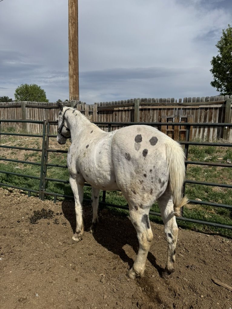 Quarter Horse Grade Gelding