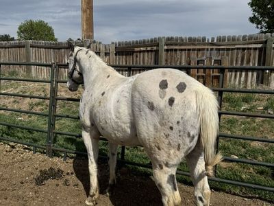 Quarter Horse Grade Gelding