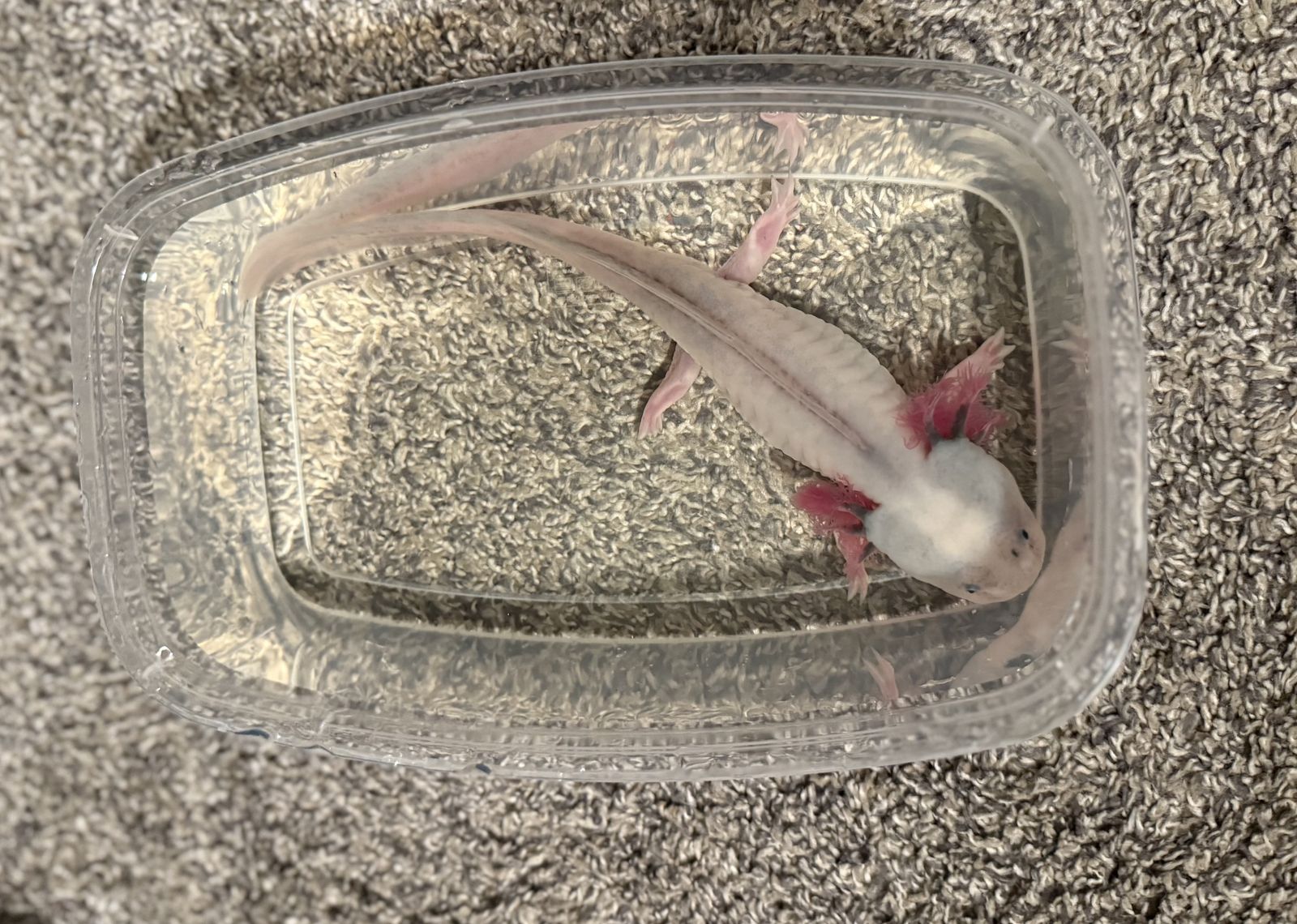 Male Dirty Leucistic Axolotl