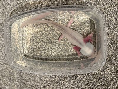 Male Dirty Leucistic Axolotl