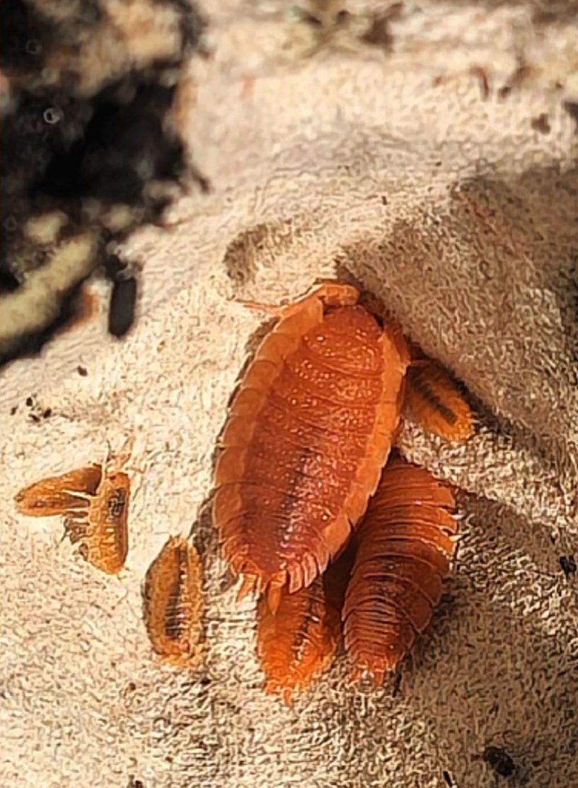 Porcellio Scaber, Spanish Orange Isopods