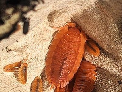 Porcellio Scaber, Spanish Orange Isopods
