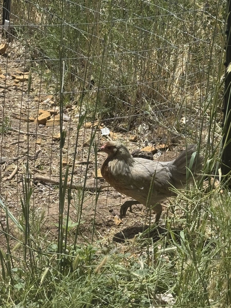 Easter Egger pullets