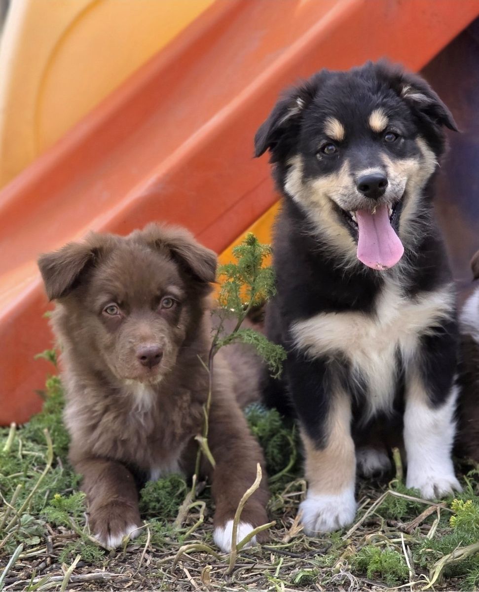 AKC (ASCA eligible) Australian Shepherds