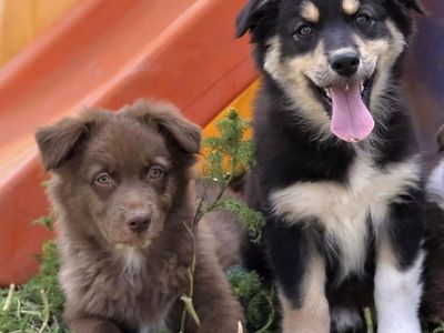 AKC (ASCA eligible) Australian Shepherds