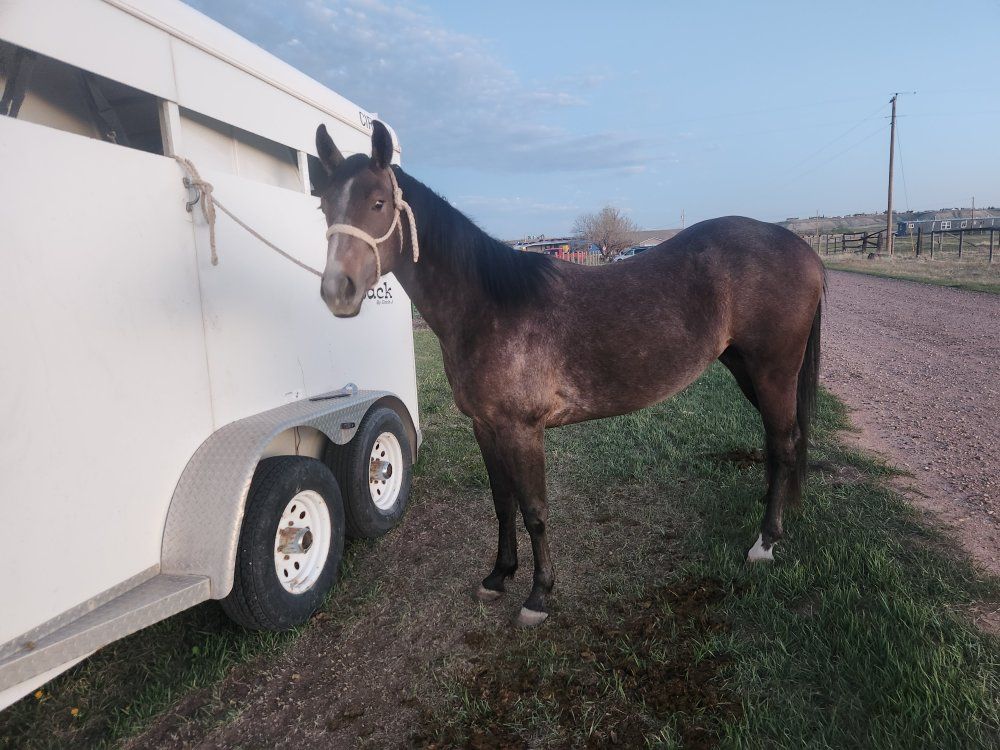 2 year old gray mare